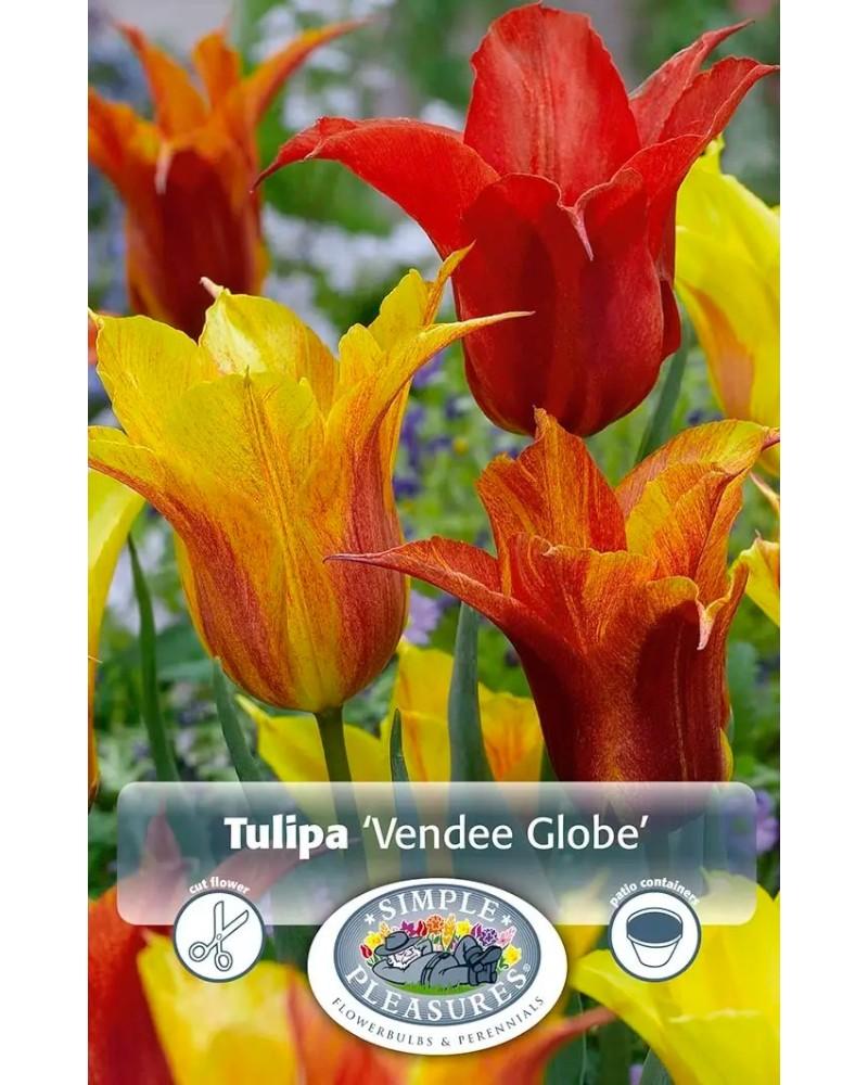 Tulip Lily Vendee Globe 5 bulbs/pkg