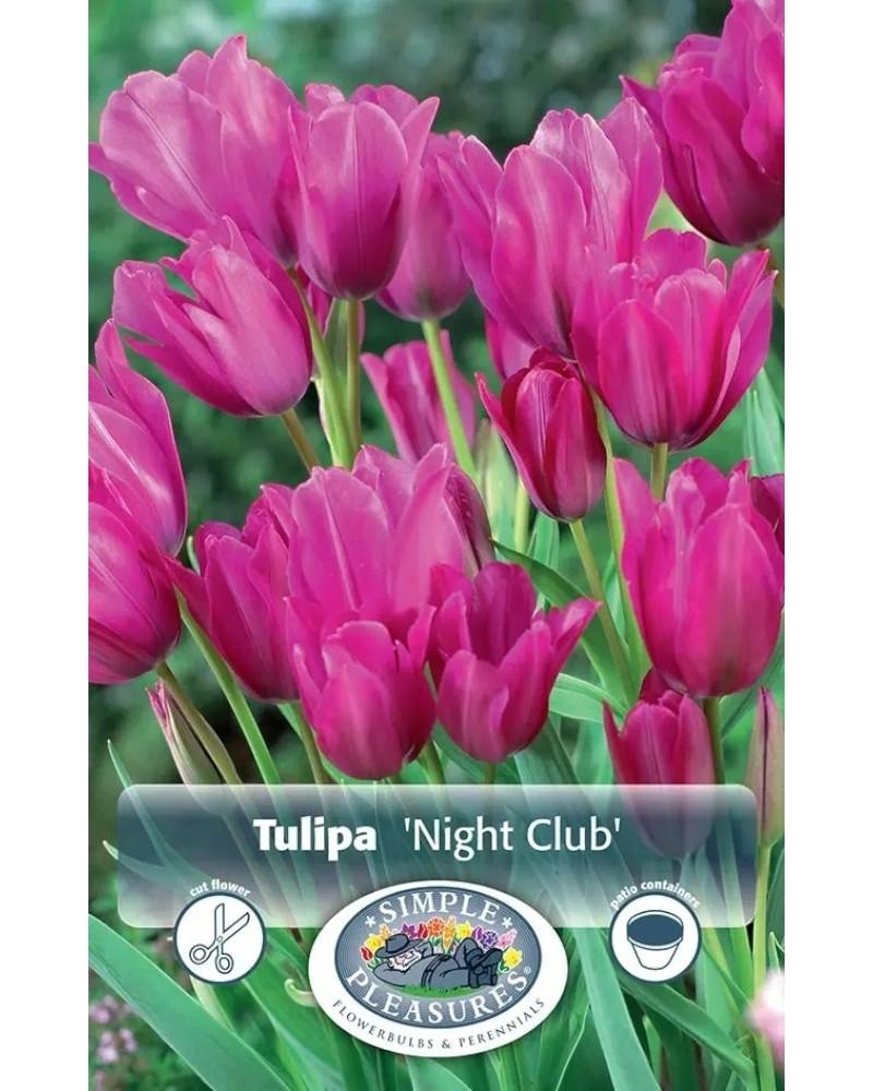Tulip Multi Night Club 5 bulbs/pkg