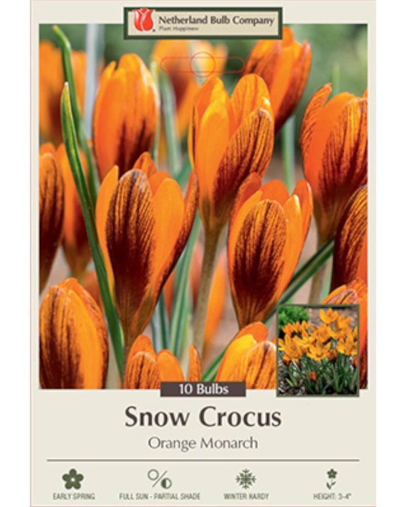 Crocus Orange Monarch 10 bulbs/pkg