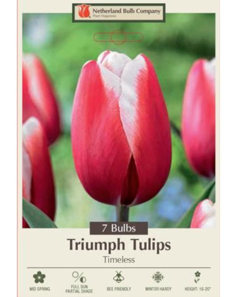 Tulip Timeless 7 bulbs/pkg