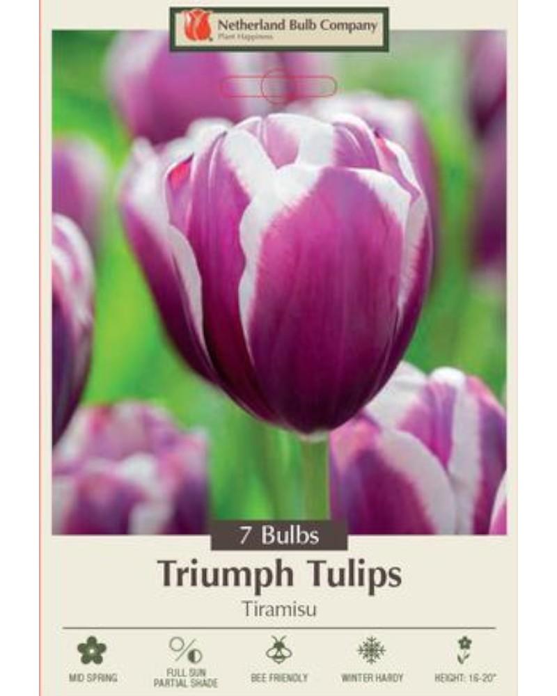 Tulip Tiramisu 7 bulbs/pkg