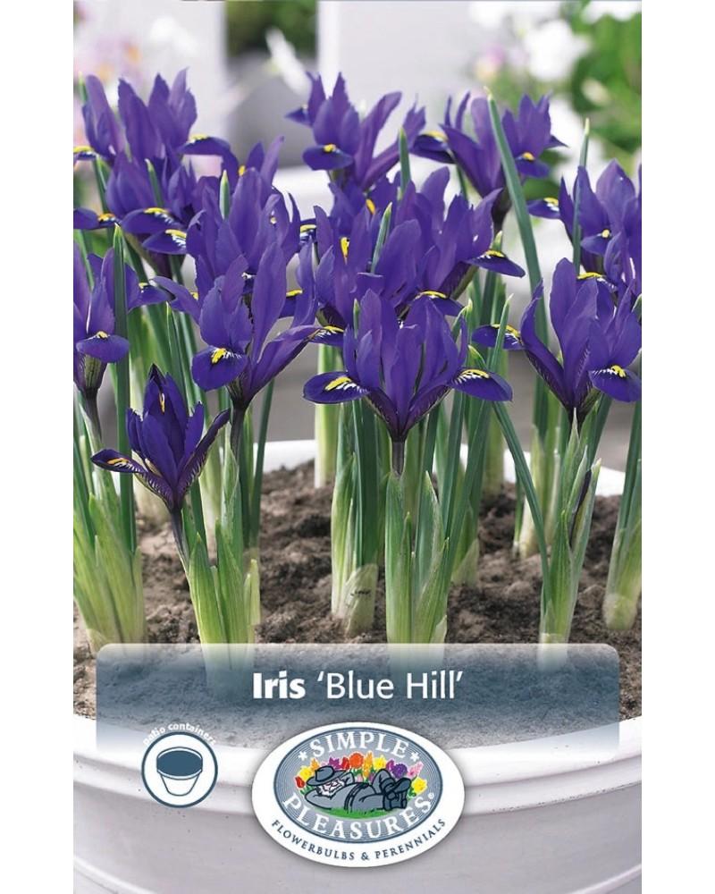 Iris Blue Hill Dwarf 12/pkg