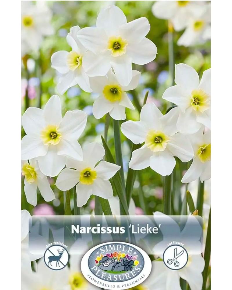 Daffodil Lieke 8 bulbs/pkg