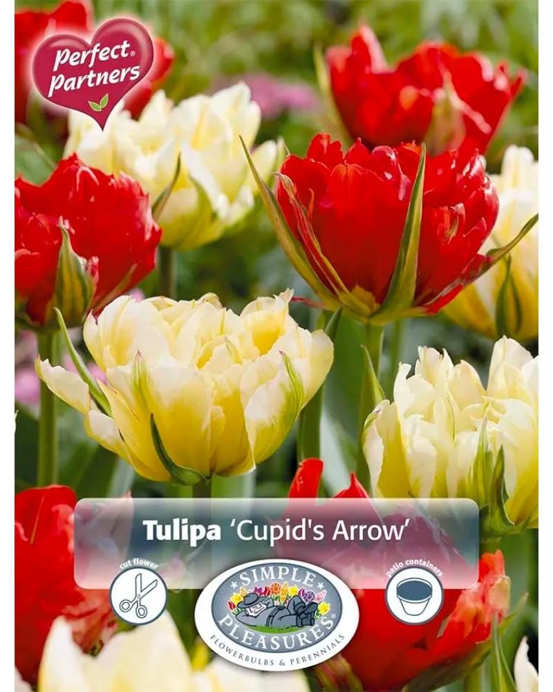 Tulip Cupid's Arrow Blend 7 bulbs/pkg