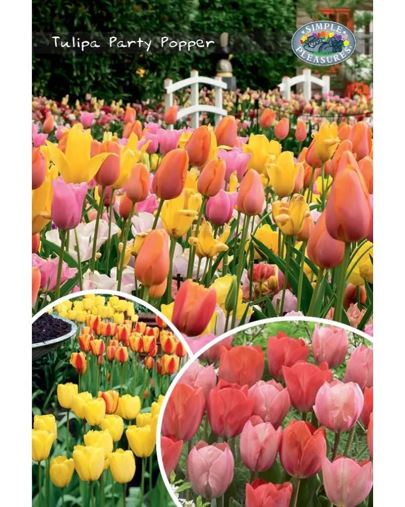 Tulip Party Popper Blend 20 bulbs/pkg