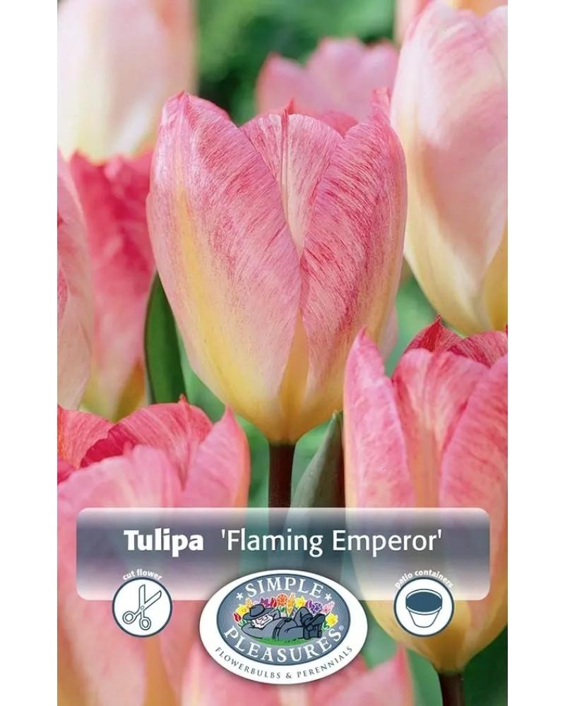Tulip Flaming Emperor 5 bulbs/pkg