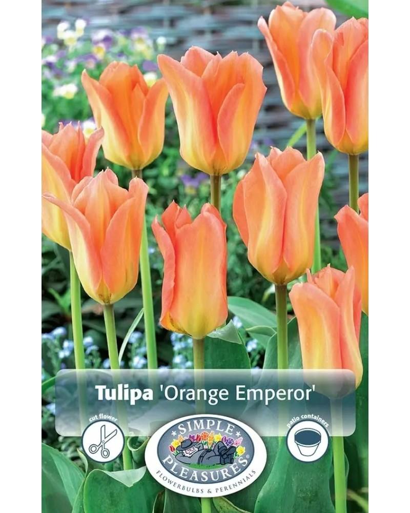 Tulip Orange Emperor 5 bulbs/pkg