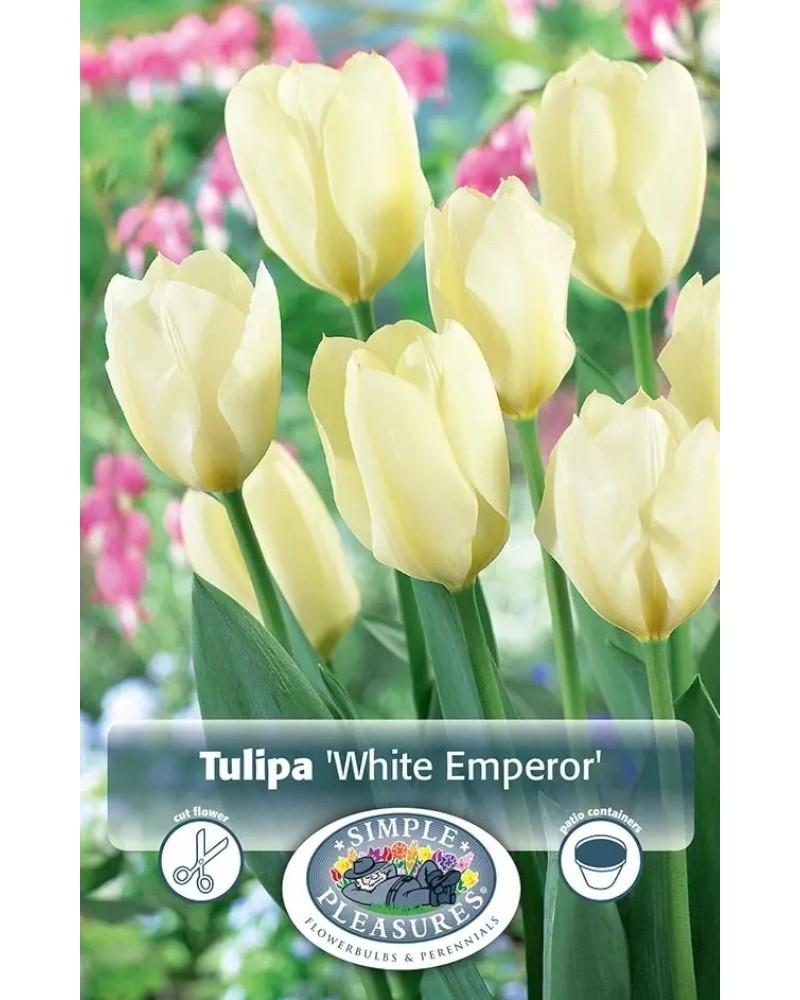 Tulip White Emperor 5 bulbs/pkg