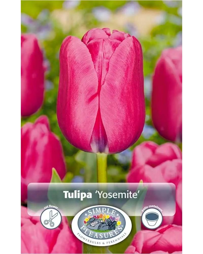 Tulip Yosemite 5 bulbs/pkg