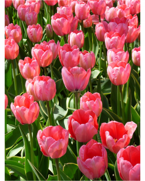 Tulip Design Impression 5 bulbs/pkg