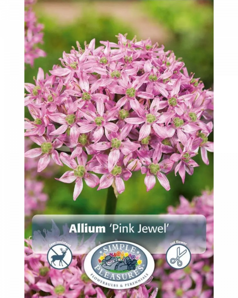 Allium Pink Jewel 2 bulbs/pkg