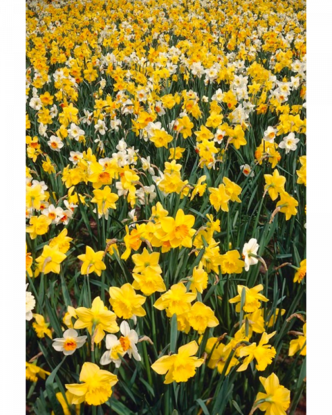 Daffodil Naturalizing Blend 15 bulbs/pkg