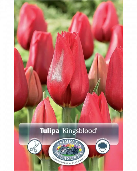 Tulip Kingsblood 5 bulbs/pkg