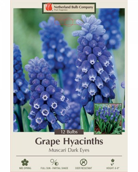 Muscari Dark Eyes 15 bulbs/pkg