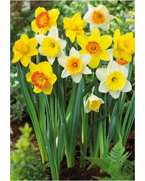 Daffodil Large Cupped Mix 7 bulbs/pkg