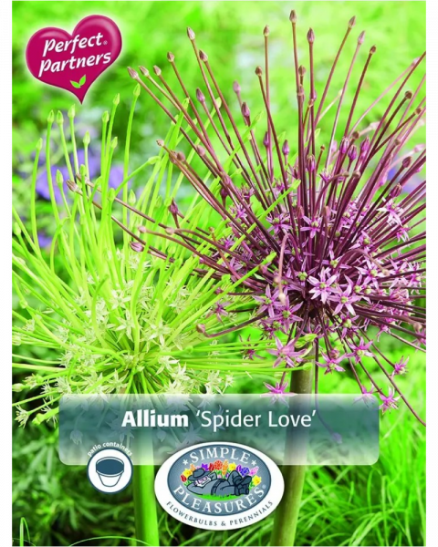 Allium Spider Love Blend 3 bulbs/pkg