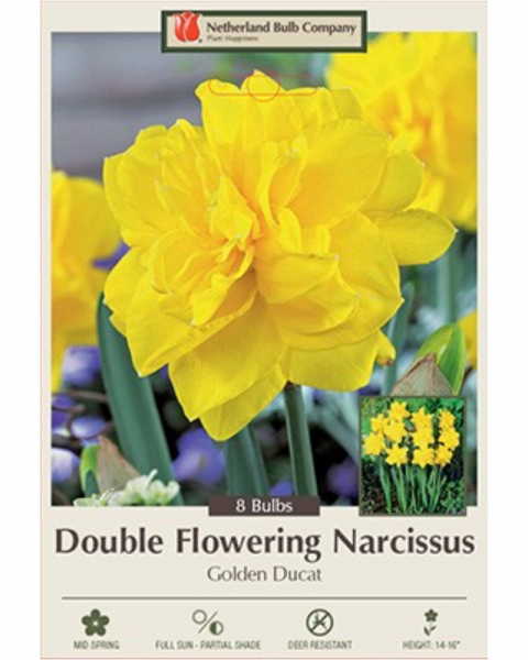 Daffocil Double Golden Ducat 7 bulbs/pkg