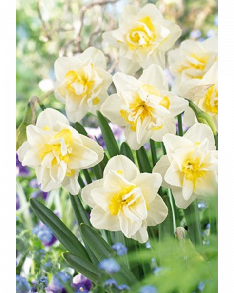 Daffocil Double  White Lion 7 bulbs/pkg