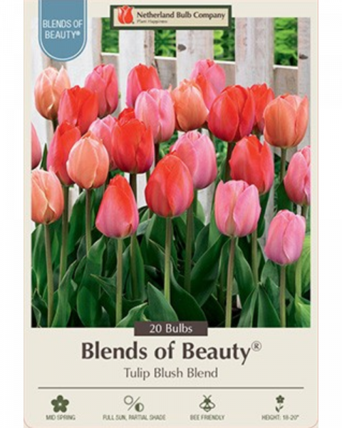 Tulip Blush Blend 20 bulbs/pkg
