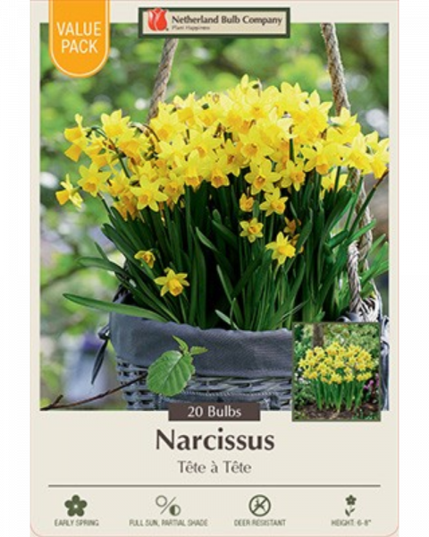 Value Pack Daffodil Tete A Tete 20 bulbs/pkg