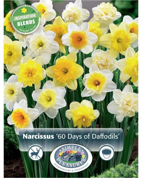 Daffodil 60 Days Of Narcissus 20 bulbs/pkg