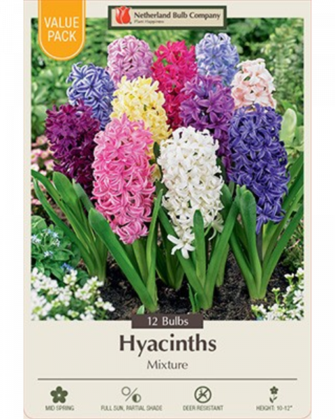 Value Pack Hyacinth Mix 12 bulbs/pkg