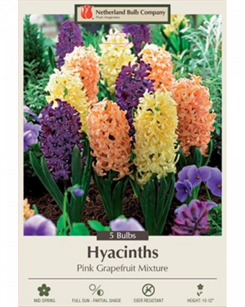 Hyacinth Grapefruit Mixture 5 bulbs/pkg