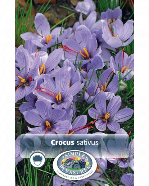 Crocus Fall-Flowering Sativus 12 bulbs/pkg