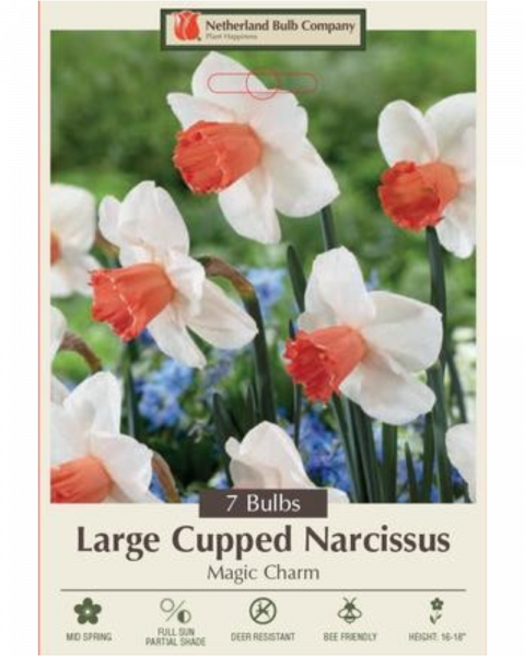 Daffodil Magic Charm 7 bulbs/pkg
