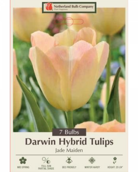 Tulip Jade Maiden 7 bulbs/pkg