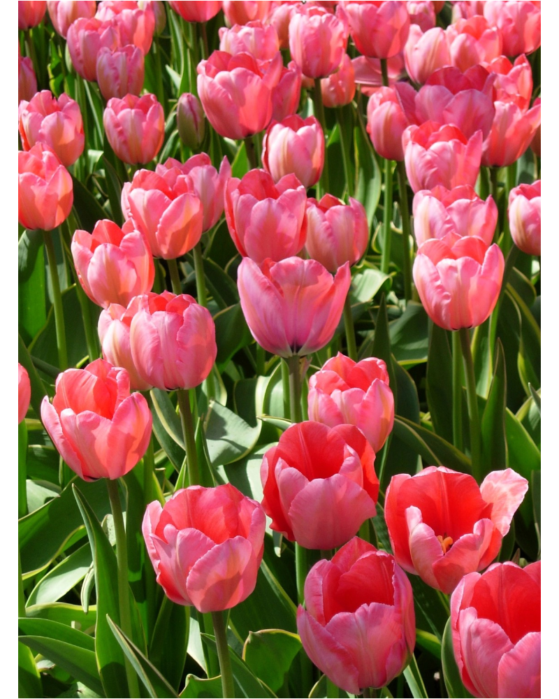 Tulip Design Impression 5 bulbs/pkg