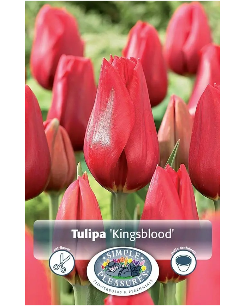 Tulip Kingsblood 5 bulbs/pkg