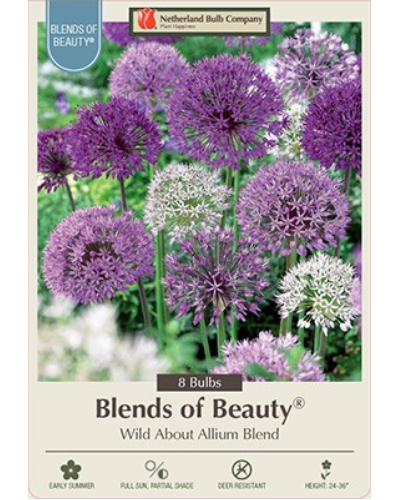 Allium Wild About Allium Blend