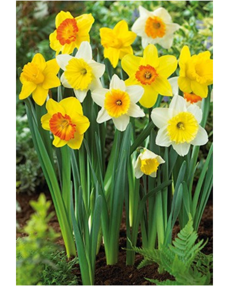 Daffodil Large Cupped Mix 7 bulbs/pkg