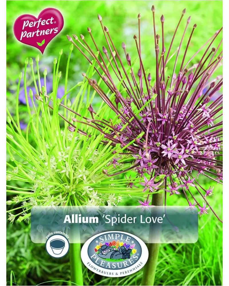 Allium Spider Love Blend 3 bulbs/pkg