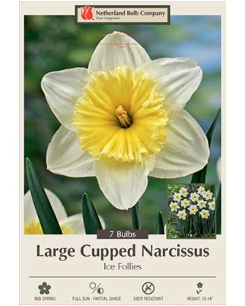 Daffodil Large Cupped Ice Follies 7 bulbs/pkg