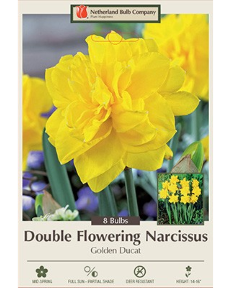 Daffocil Double Golden Ducat 7 bulbs/pkg
