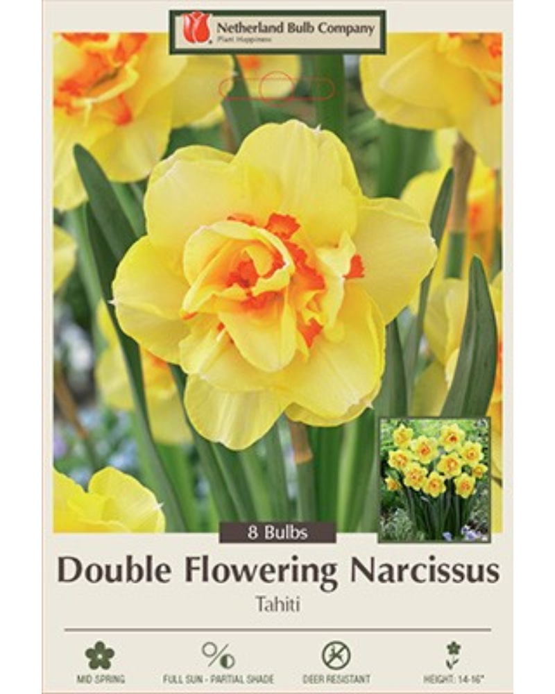 Daffodil Double Tahiti 7 bulbs/pkg