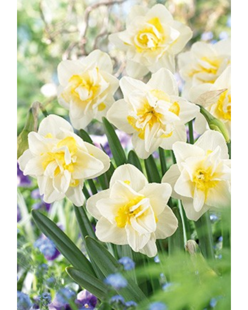 Daffocil Double  White Lion 7 bulbs/pkg