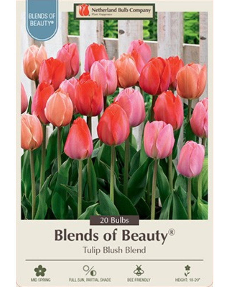 Tulip Blush Blend 20 bulbs/pkg