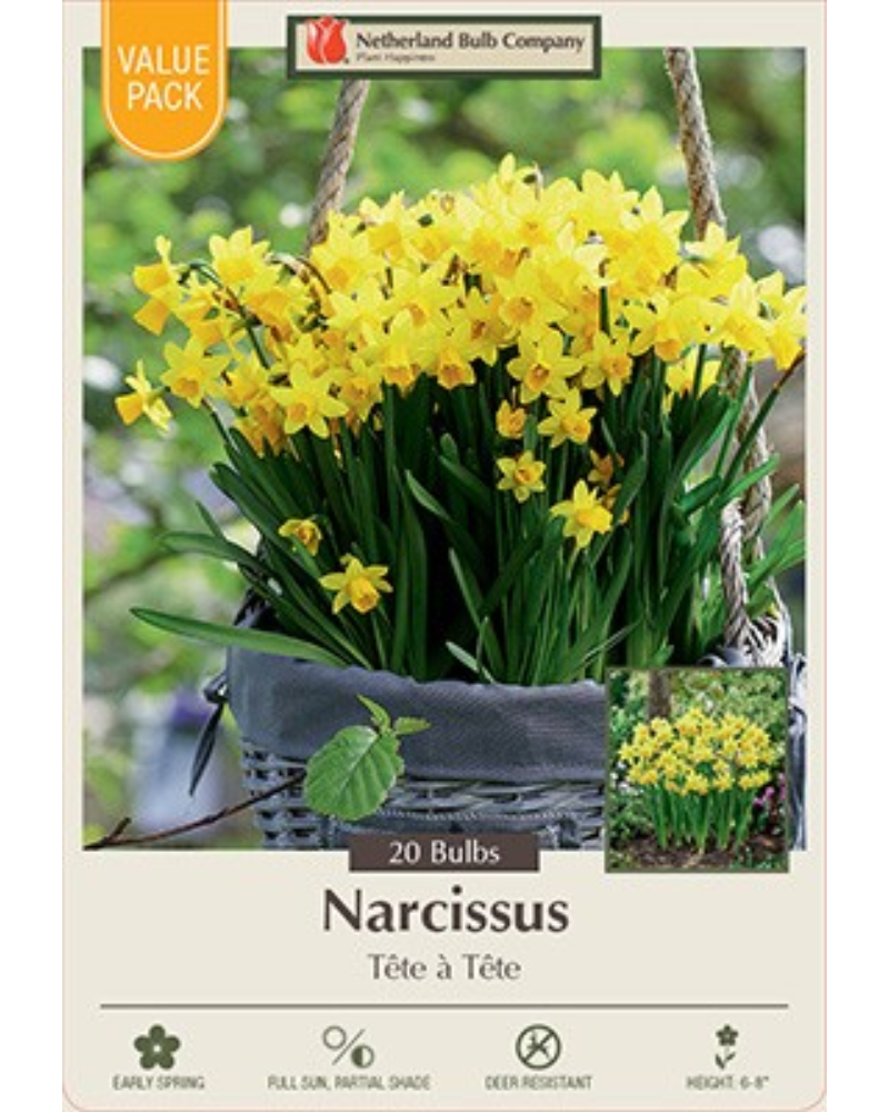 Value Pack Daffodil Tete A Tete 20 bulbs/pkg