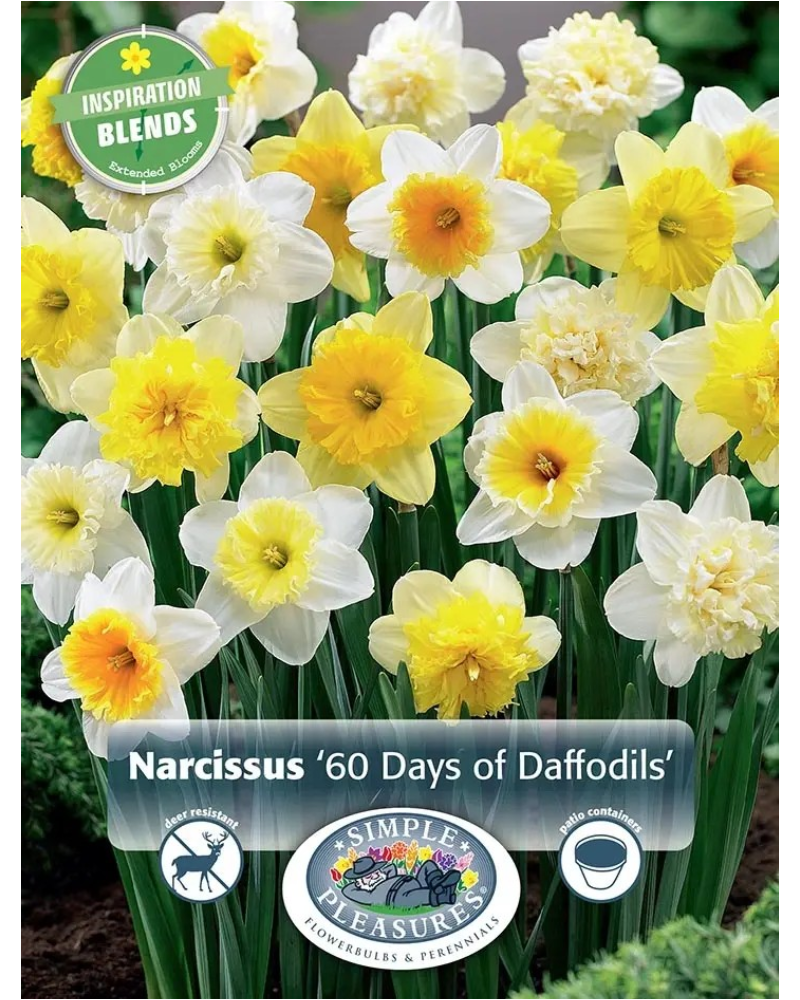 Daffodil 60 Days Of Narcissus 20 bulbs/pkg