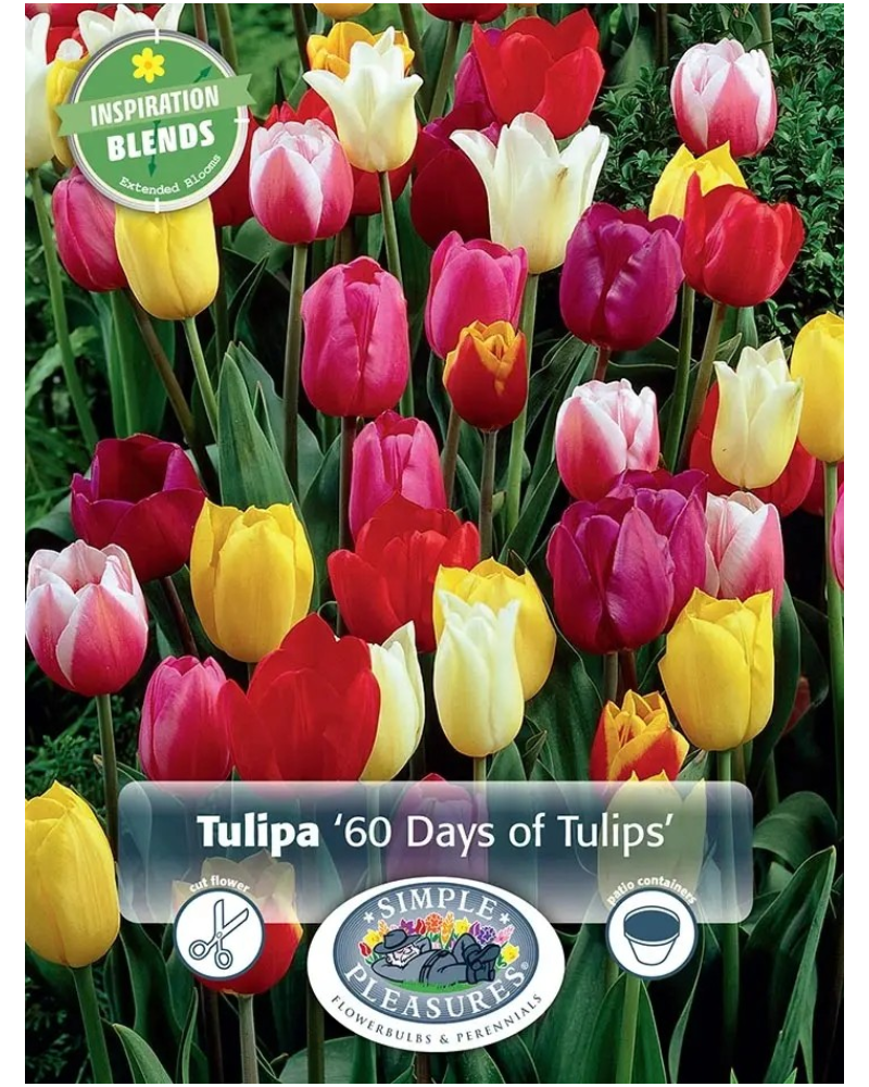 Tulip 60 Days Of Tulips 15 bulbs/pkg