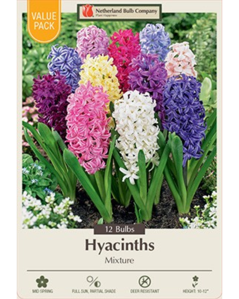 Value Pack Hyacinth Mix 12 bulbs/pkg