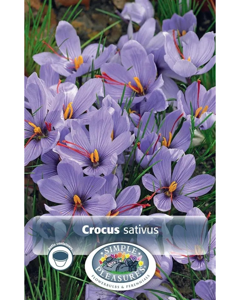 Crocus Fall-Flowering Sativus 12 bulbs/pkg