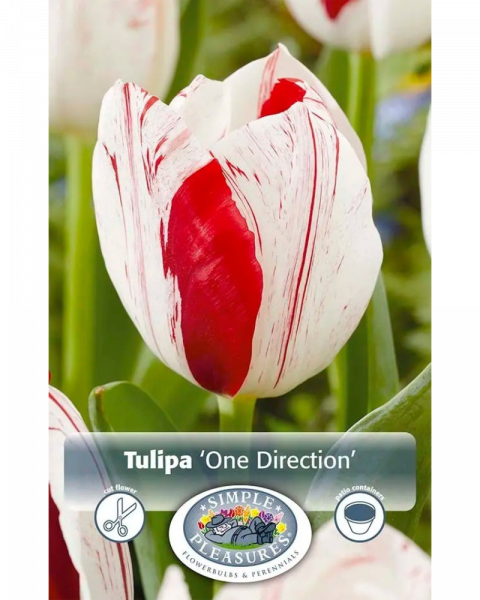 Tulip One Direction 5 bulbs/pkg