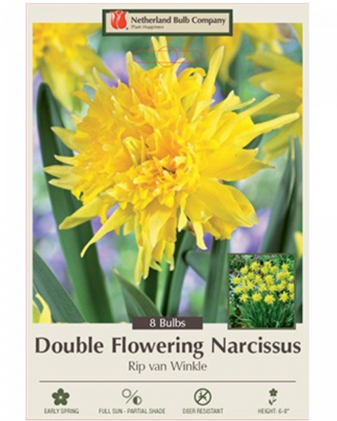 Daffodil Rip Van Winkle 7 bulbs/pkg