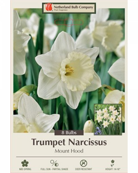 Daffocil Mount Hood 7 bulbs/pkg