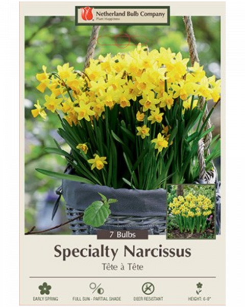 Daffodil Tete A Tete 7 bulbs/pkg