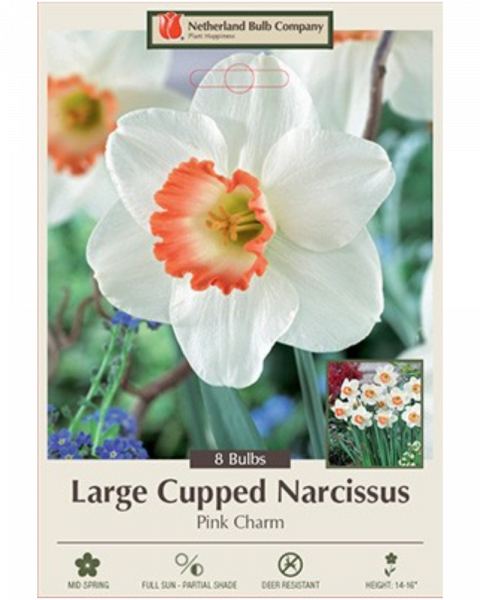 Daffodil Large Cupped Pink Charm 7 bulbs/pkg